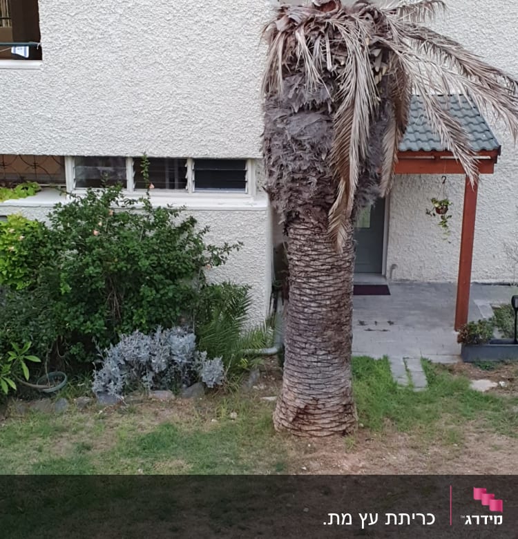 עץ דקל עם ענפים יבשים לפני גיזום